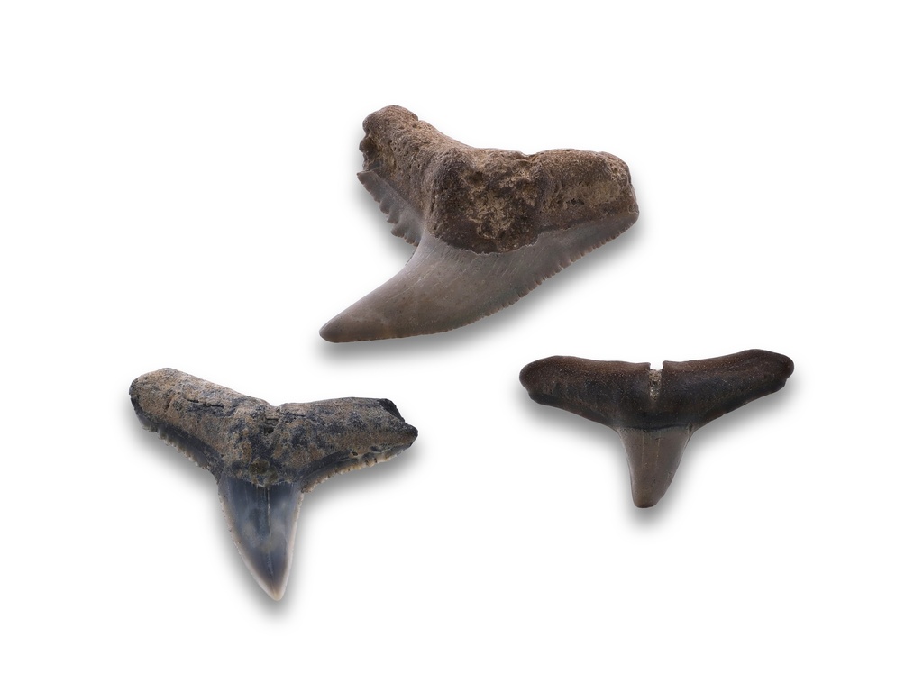 Small Fossilised Shark Teeth (N)